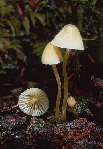 Mycena epipterygia var lignicola
